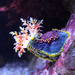 Sea-apple Pseudocolochirus violaceus