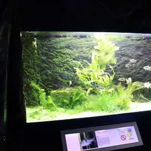 Aquarium Bucktooth tetra