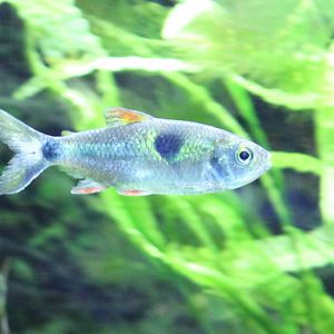 Bucktooth tetra - Exodon paradoxus