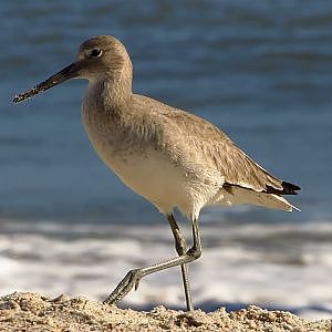 Willet Be A Beach Day? - YouTube