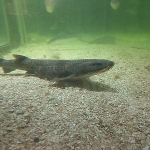 Greater Spotted Dogfish