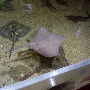 Small-eyed Ray, alongside Thornback Rays