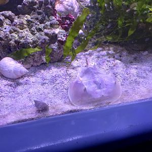 Horseshoe Crab