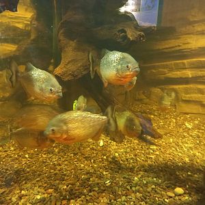 Red-bellied Piranhas