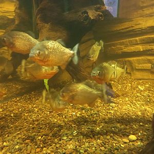 Red-bellied Piranhas