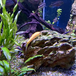 Golden Sucking Loach