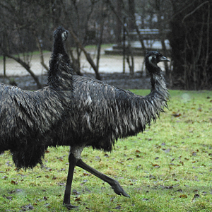 Emu's Wet Day - Cotswold 2021