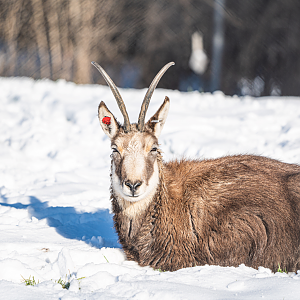 Julie the female Chamois