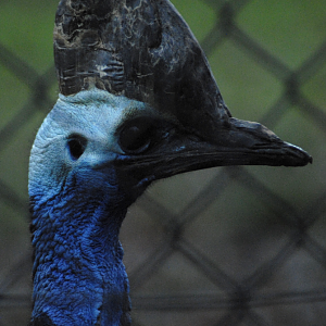 Cassowary - Cotswolds 2021