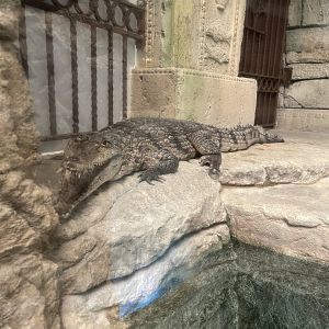 Freshwater Crocodile