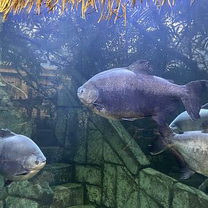Black Pacu