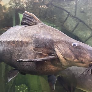 Ripsaw Catfish
