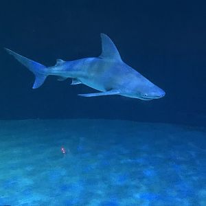 Grey Reef Shark