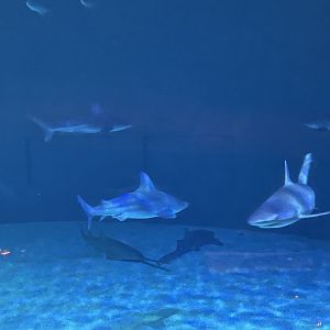 Grey Reef Shark, Sandbar Shark, and Green Sawfish
