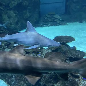 Grey Reef Shark and Sand Tiger Shark