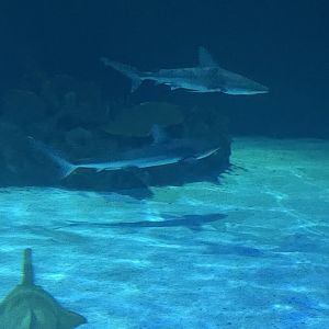 Galapagos Shark and Grey Reef Shark
