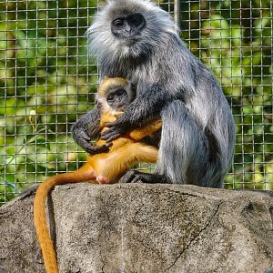 Indo-Chinese silver langur