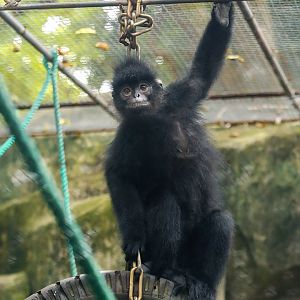 Indochinese black langur  ('Trachypithecus ebenus')
