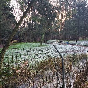 Striped hyena enclosure