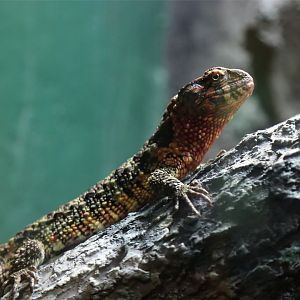 Chinese Crocodile Lizard