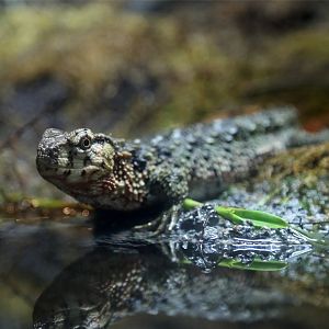 Chinese Crocodile Lizard