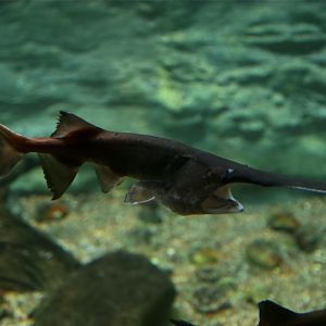 American Paddlefish