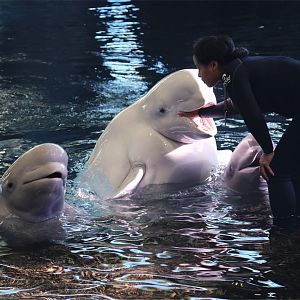 Beluga Whale Training