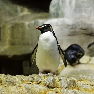 Southern Rockhopper Penguin