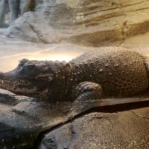 Dwarf Crocodile