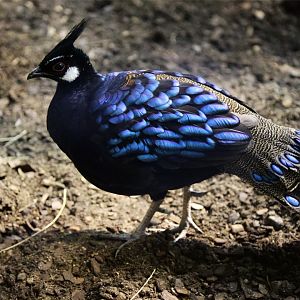 Palawan Peacock-pheasant