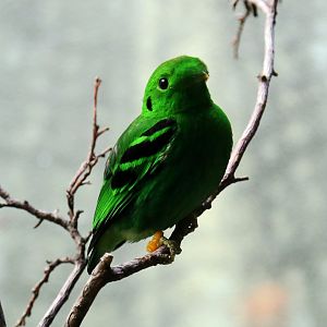 Green Broadbill (Calyptomena viridis), Male