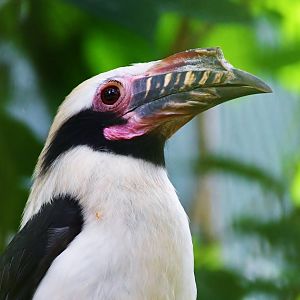 Luzon Hornbill (Penelopides manillae)