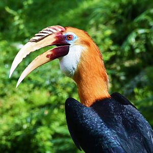 Papuan Hornbill (Rhyticeros plicatus)