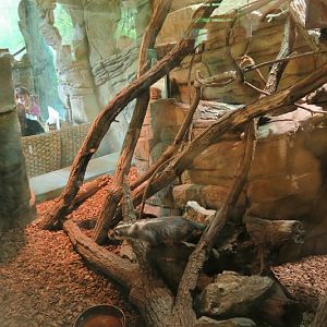 New ferret-badger enclosure in the restaurant