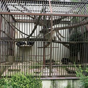 Chimpanzee Cage