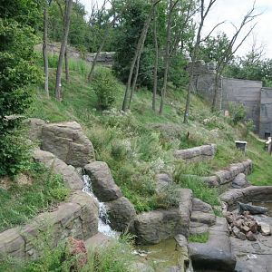 New Chimpanzee outside enclosure