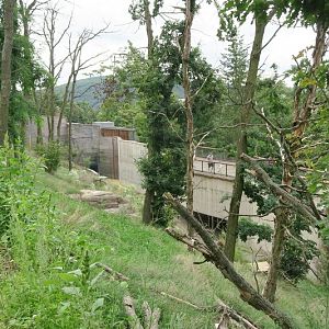 New Chimpanzee outside enclosure