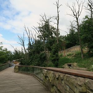 New Chimpanzee outside enclosure