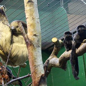 Linne's twp-toed sloth (Choloepus didactylus) with Goeldi's monkeys (Callimico goeldii) at Dublin Zoo - 27/12/2021