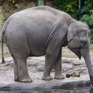 Young Asian elephant at Dublin Zoo (Elephas maximus) - 27/12/2021