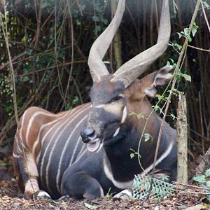 Eastern bongo (Tragelaphus eurycerus isaaci) at Dublin Zoo - 27/12/2021