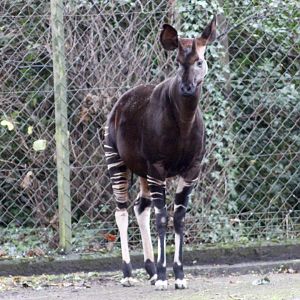Okapi (Okapia johnstoni) at Dublin Zoo - 27/12/2021