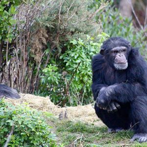 Chimpanzees (Pan troglodytes) at Dublin Zoo - 27/12/2021