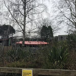Construction on new snow leopard enclosure - 27/12/2021