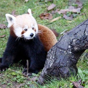 Red panda (Ailurus fulgens) at Dublin Zoo - 27/12/2021