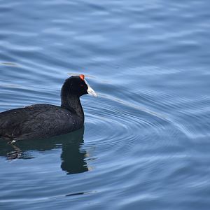Red-knobbed coot - (Lac Zerouka)
