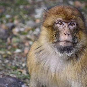 Barbary macaque - (Cèdreraie d'Azrou)
