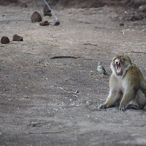 Mistle thrush & Barbary Macaque - (Cèdreraire d'Azrou)