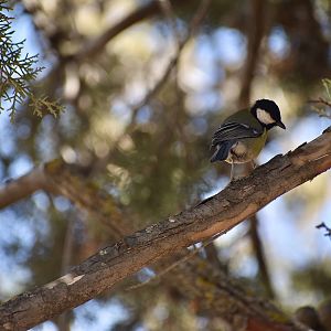 Great tit - (Ifrane)