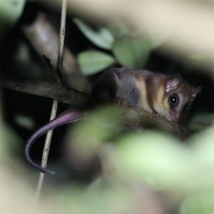 Monito del Monte (Dromiciops gliroides)!!!